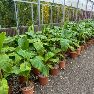 Musa Basjoo (Banánovník japonský) - kont. C12L, výška 120-140 cm